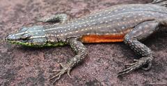 Platysaurus minor