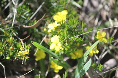 Hibbertia exutiacies