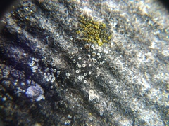 Myriolecis semipallida