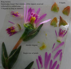 Lampranthus leptaleon