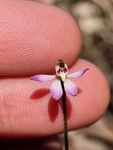 Image of Caladenia mentiens by (c) Richard Dimon, some rights reserved (CC BY)