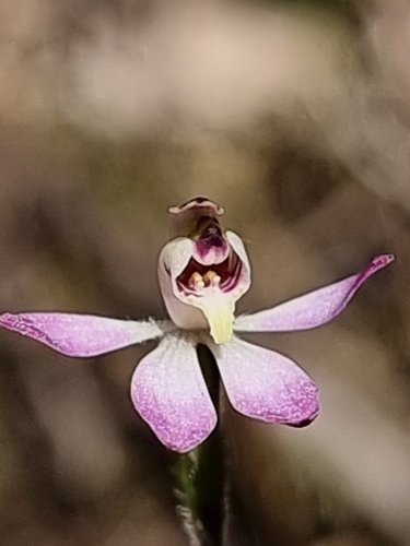 Image of Caladenia mentiens by (c) Richard Dimon, some rights reserved (CC BY)