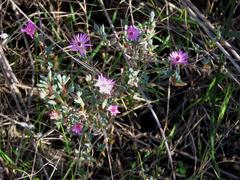 Lampranthus leptaleon