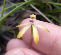 Caladenia testacea
