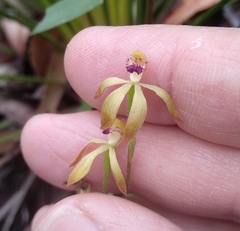 Caladenia testacea