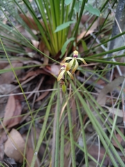 Caladenia testacea