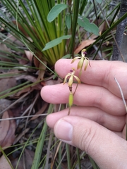Caladenia testacea