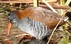 Rallus caerulescens