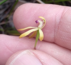 Caladenia testacea