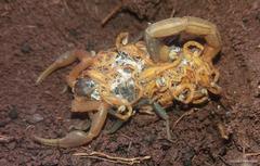 Uroplectes planimanus