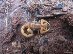 Uroplectes planimanus