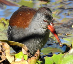 Rallus caerulescens