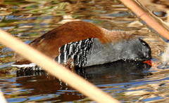 Rallus caerulescens