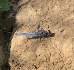 Orthetrum brunneum