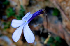 Lobelia dichroma