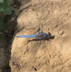 Orthetrum brunneum