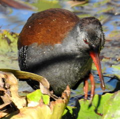 Rallus caerulescens