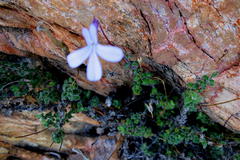 Lobelia dichroma