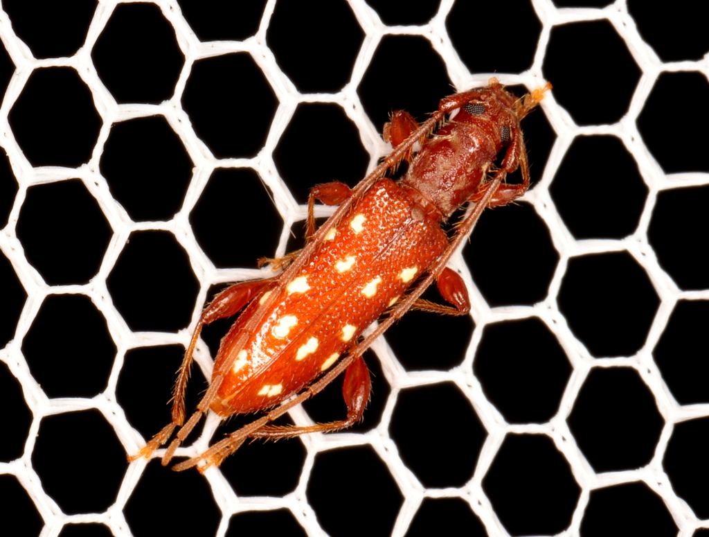 Thoris septemguttata