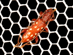 Thoris septemguttata