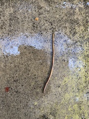 Lumbricus terrestris