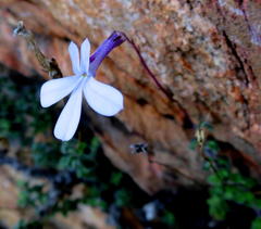 Lobelia dichroma