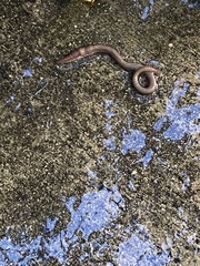 Lumbricus terrestris