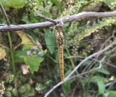 Orthetrum brunneum