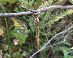 Orthetrum brunneum