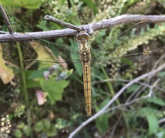 Orthetrum brunneum
