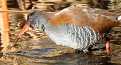 Rallus caerulescens