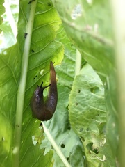 Krynickillus melanocephalus