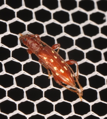 Thoris septemguttata