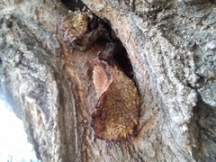 Cerioporus squamosus