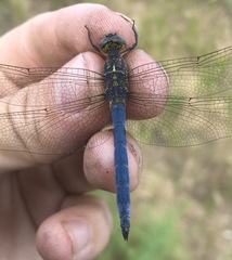 Orthetrum coerulescens anceps