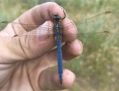 Orthetrum coerulescens anceps