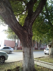 Cerioporus squamosus