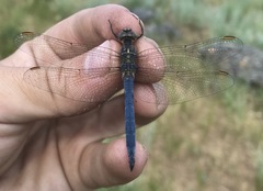 Orthetrum coerulescens anceps