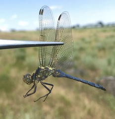 Orthetrum coerulescens anceps