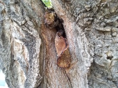 Cerioporus squamosus