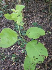 Ehretia dicksonii