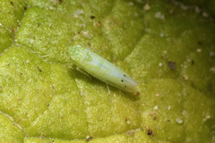 Micantulina stigmatipennis