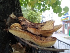 Cerioporus squamosus