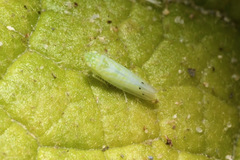 Micantulina stigmatipennis