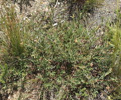 Penaea acutifolia
