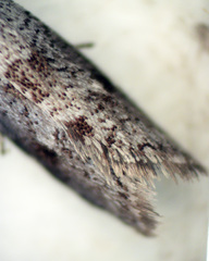 Lepidoscia heliochares