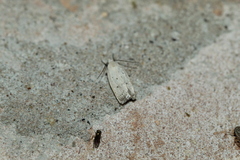 Inga cretacea
