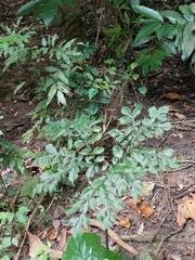 Amorphophallus hirtus