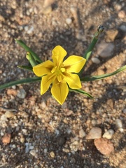 Moraea nana