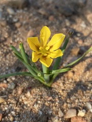 Moraea nana